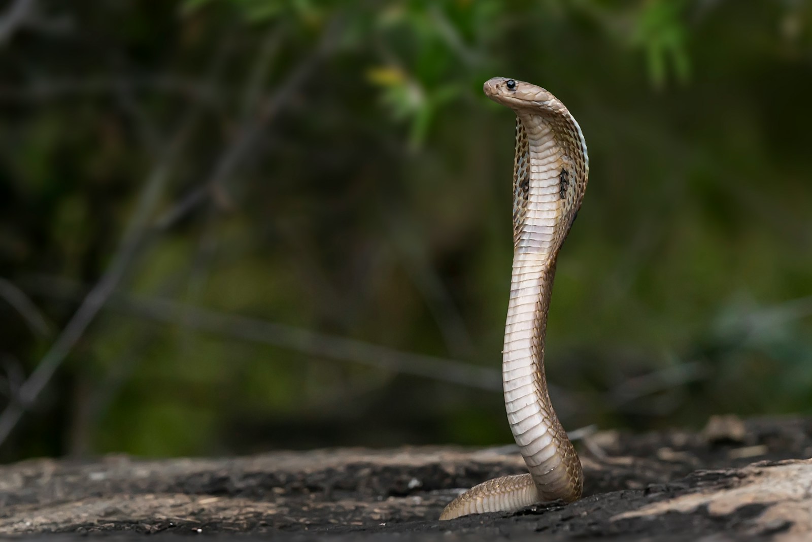 Brown cobra snake on the ground near a tree