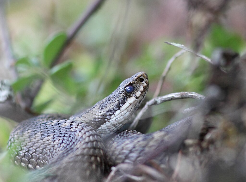 (Vipera_berus)
