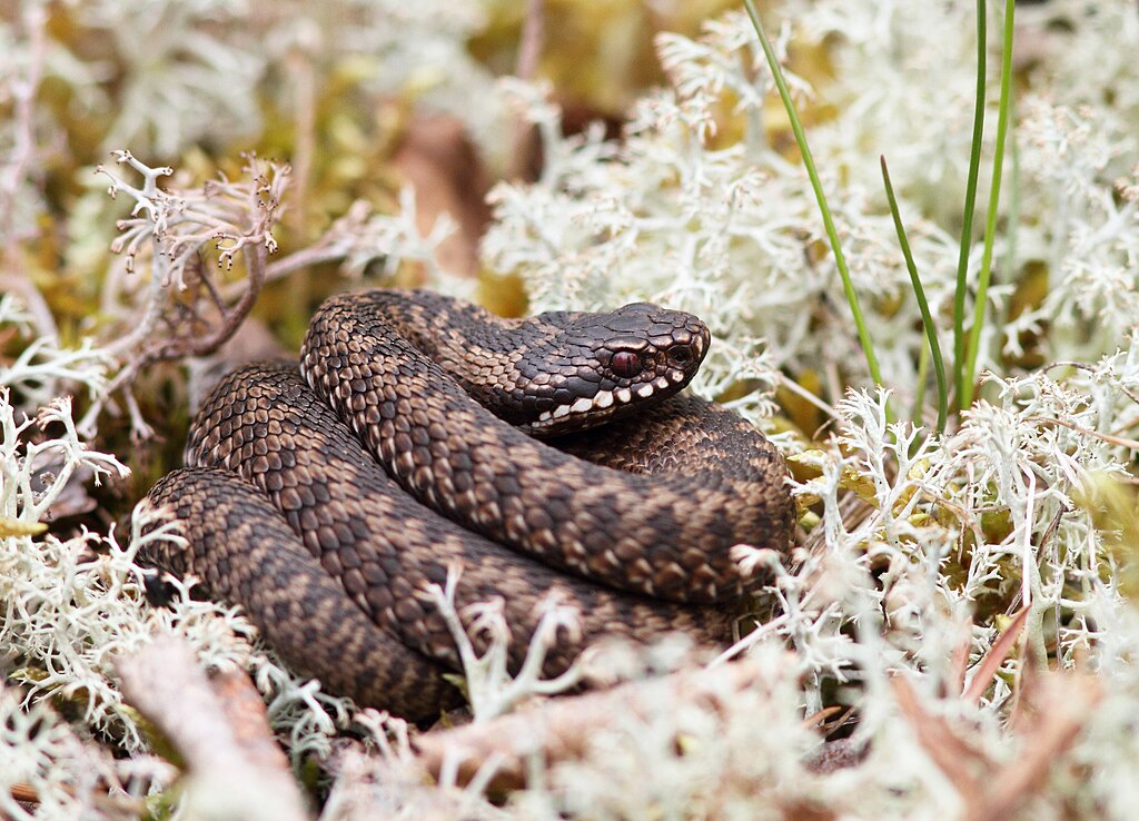 Adder_(Vipera_berus)