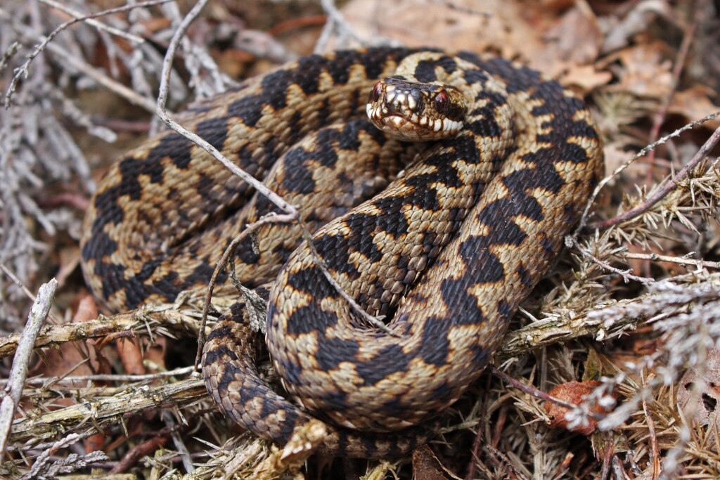 European_Adder_(Vipera_berus)_(8693211442)