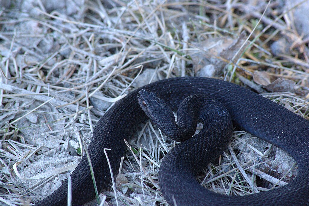 Hoggorm_(Vipera_berus)