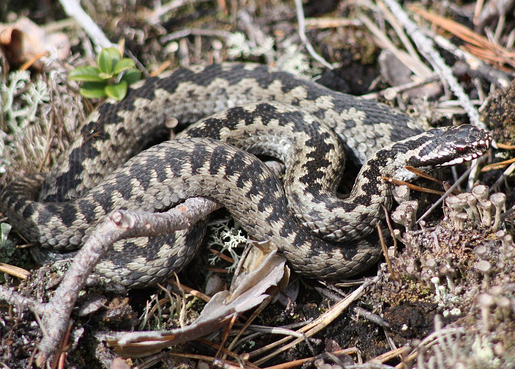 Vipera_Berus_Haukipuda