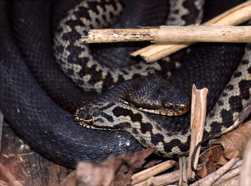 Vipera_berus-pair