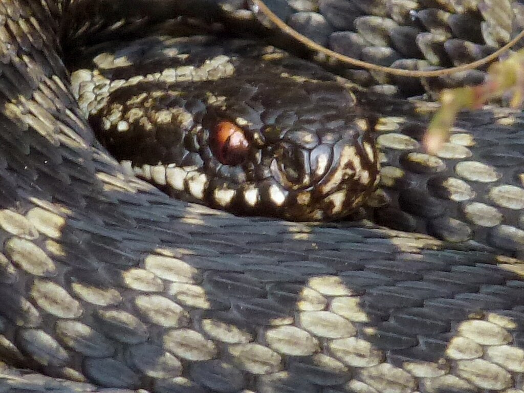 Vipera_berus_-_Kopf_und_Beschuppung