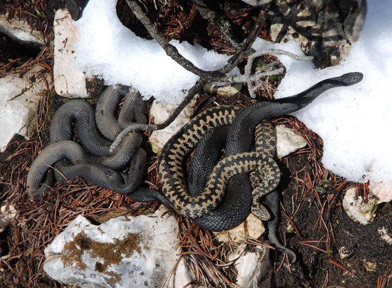5 Snakes That Can Survive in Snow-Covered Environments