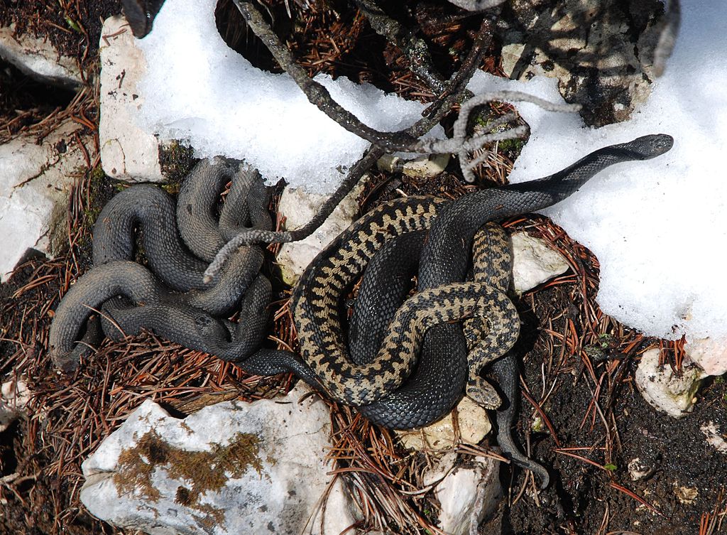 Vipera_berus