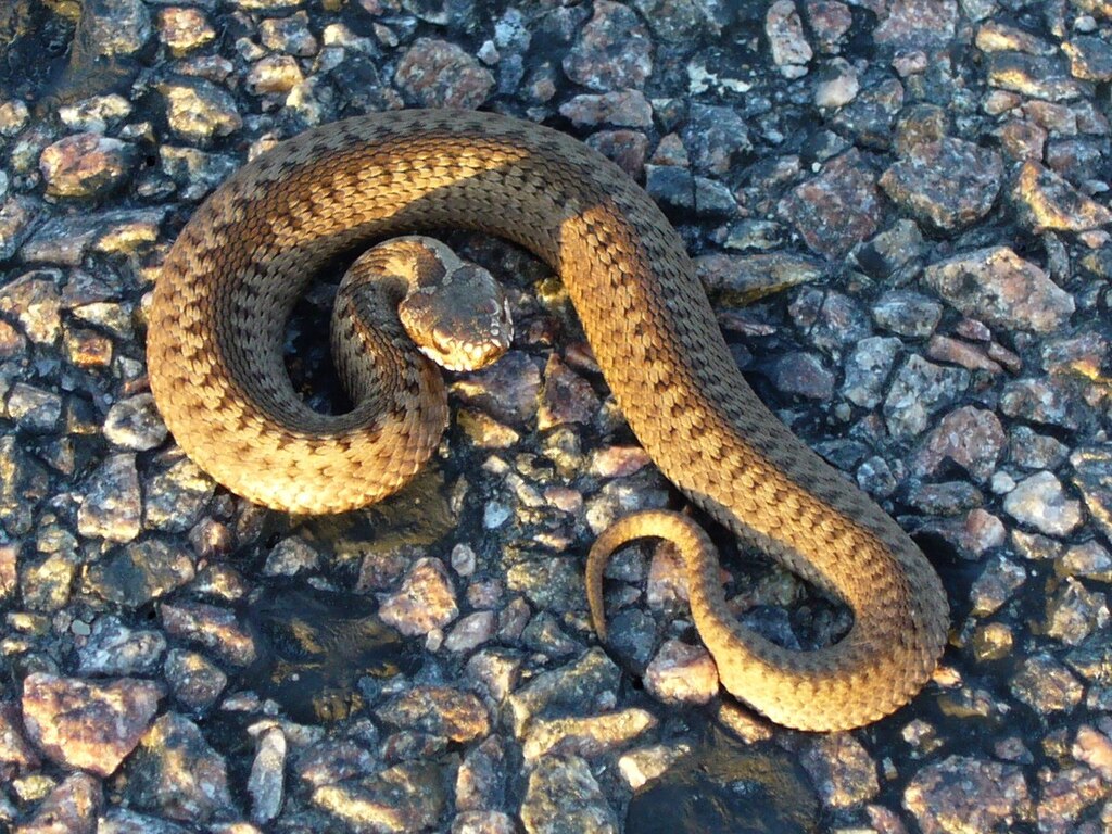 Vipera_berus_