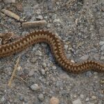 Vipera_berus_