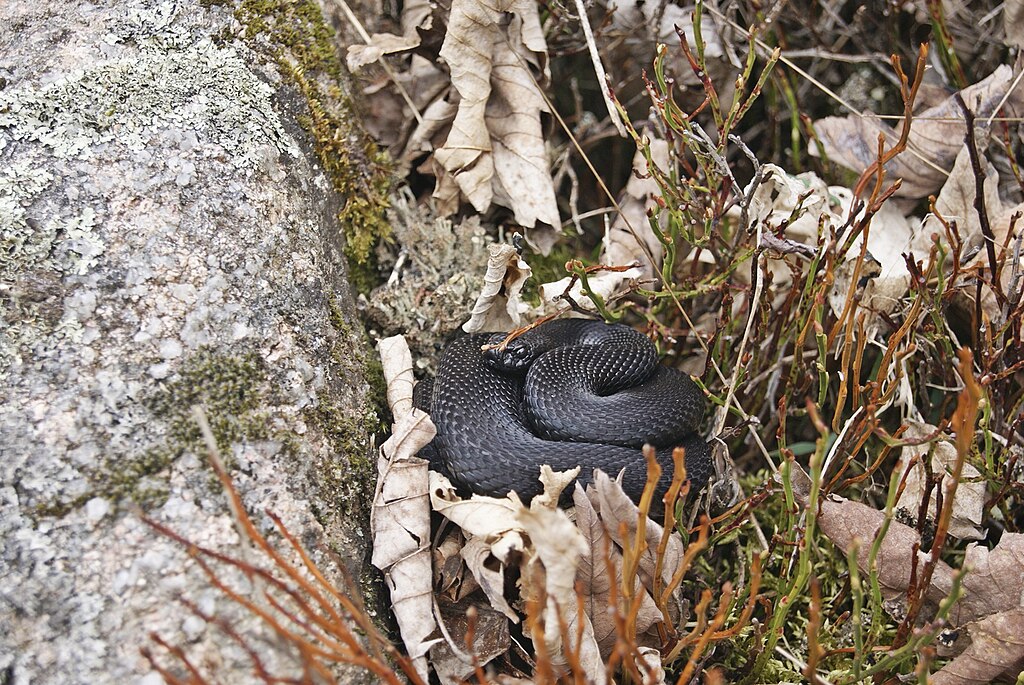 Vipera_berus_
