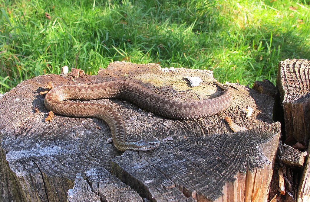 Vipera_berus_in_Jizera_Mountains