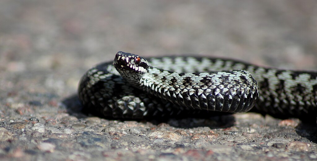 Żmija_zygzakowata_(Vipera_berus)