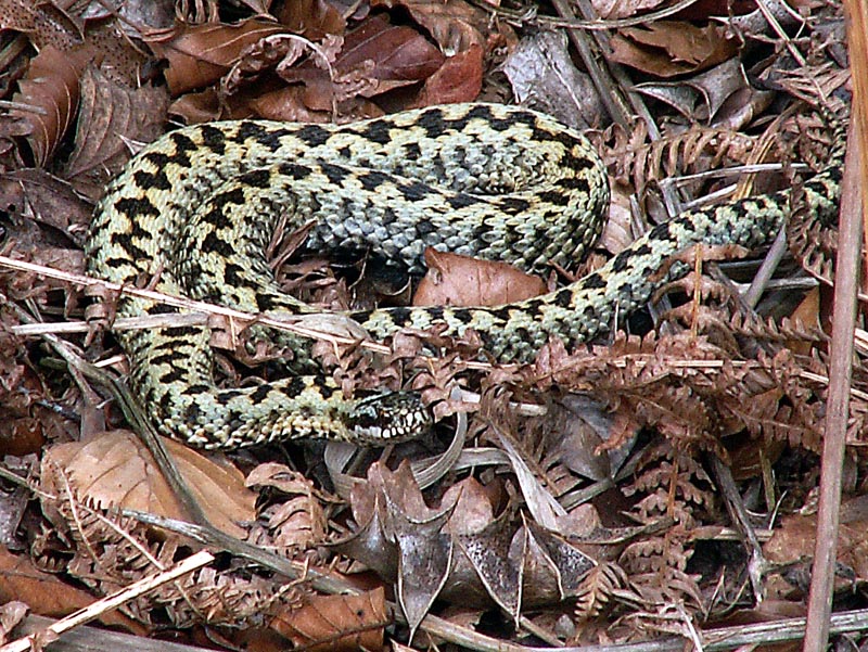 Vipera_berus