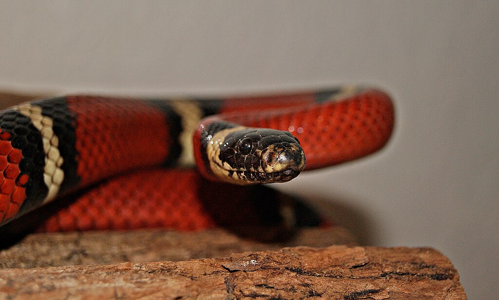 Milk Snake