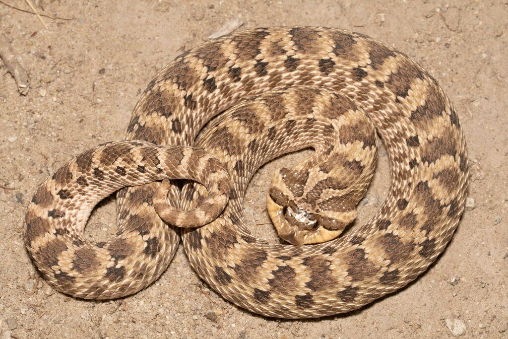 Mexican_hognose_snake_(Heterodon_kennerlyi)