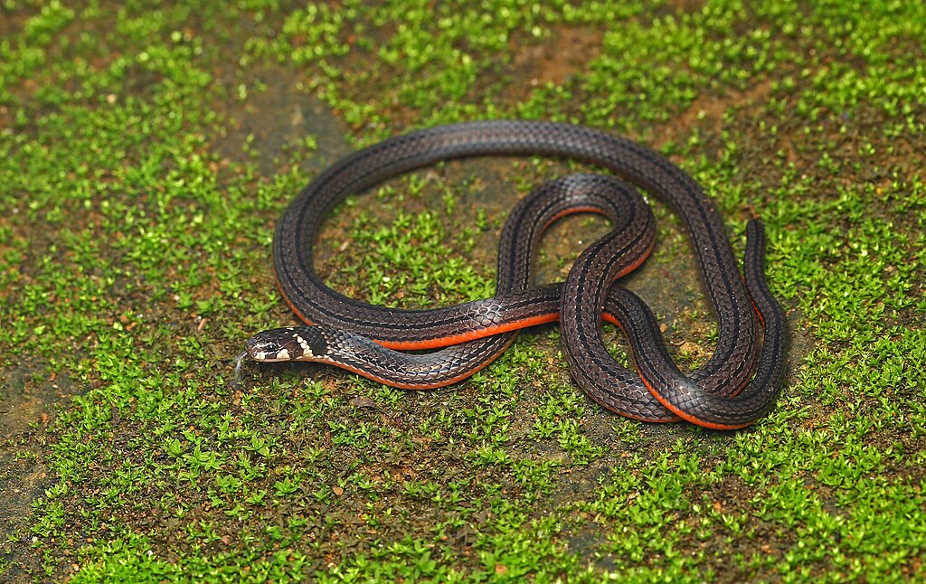 Striped_Coral_snake_David_Raju