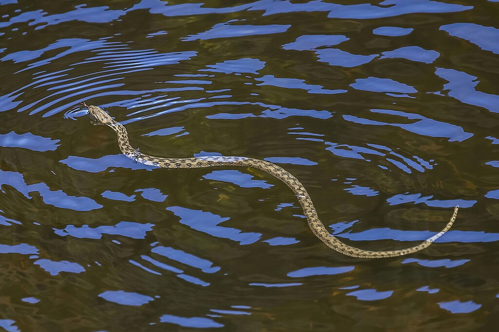 Viperine_water_snake_(Natrix_maura)