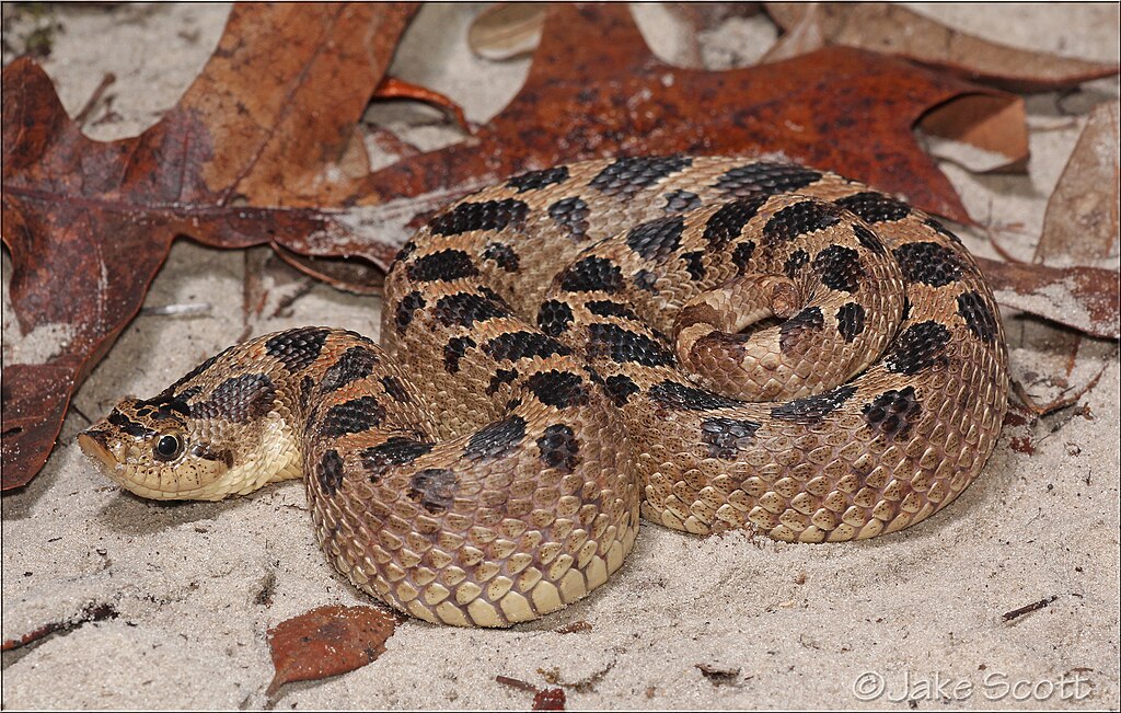 Adult_Heterodon_simus