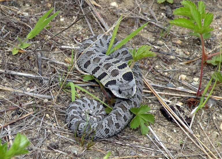How to Tell If Your Snake Is Overweight or Underweight