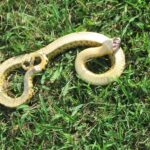 Eastern_Hognose_snake