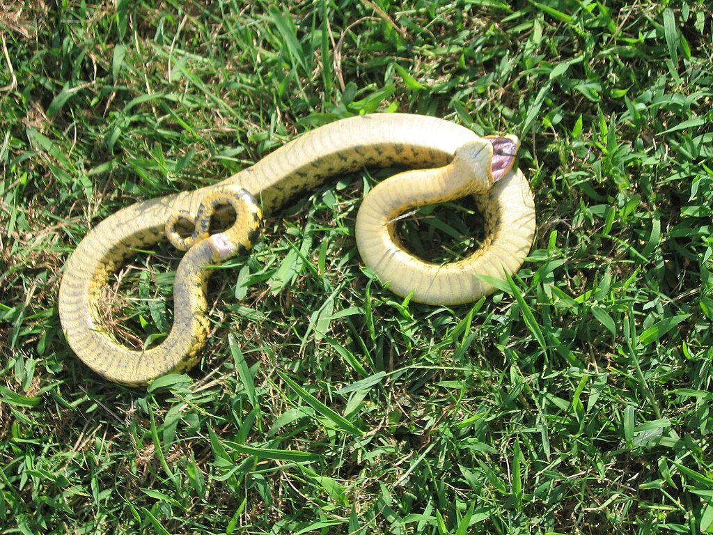 Eastern_Hognose_snake