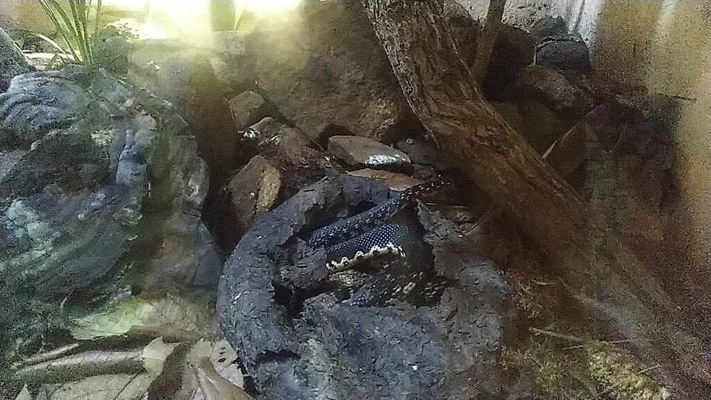 Leioheterodon_Madagascariensis_endormie-_Croc_Farm_Antananarivo-Mai
