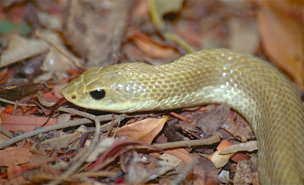 Madagascan_Golden_Hognose_Snake_