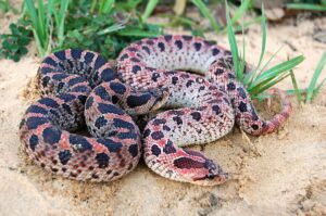 7 Subtle Ways Snakes Communicate With Each Other