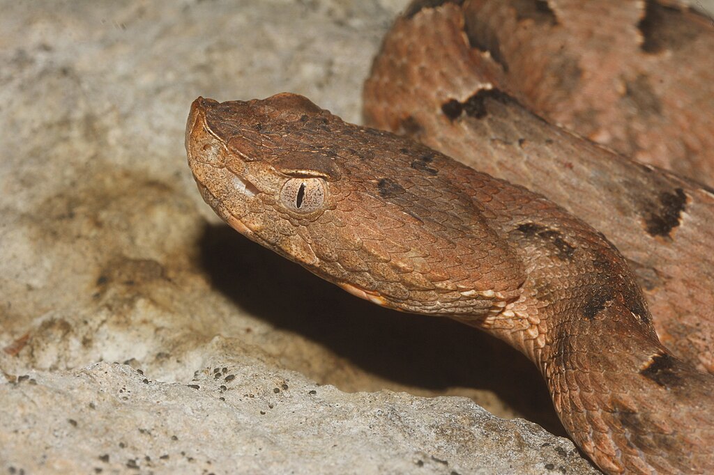 Porthidium_yucatanicum