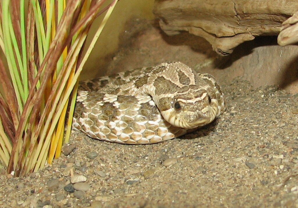 Western_Hognose_