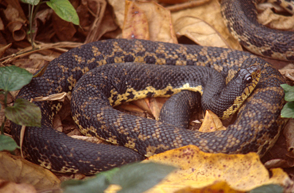 Malagasy_giant_hognose_snake_