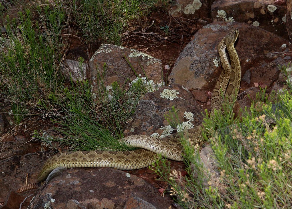 Combat dance of dueling male Hopi Western Rattlesnakes (Crotalus viridis nuntius) - Exciting!