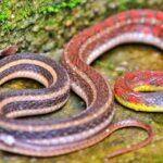 selective focus photography of Buff striped keelback