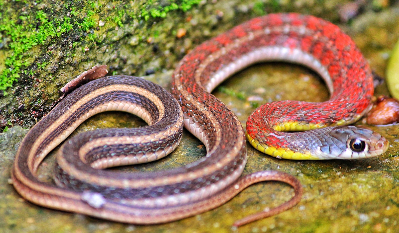 selective focus photography of Buff striped keelback