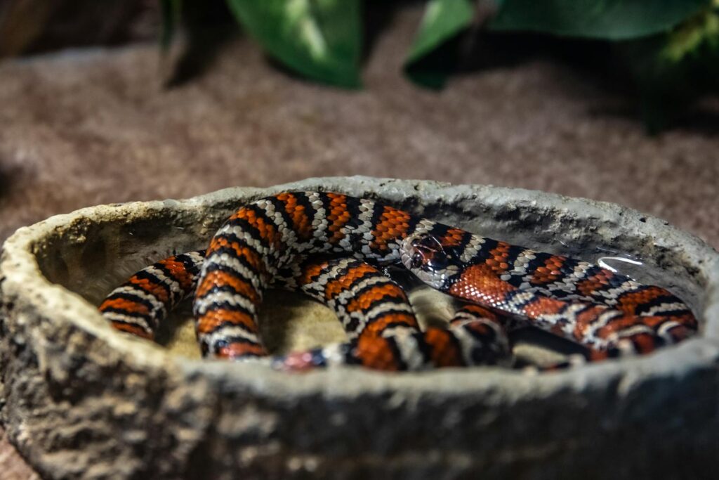Close-up view of a vibrant Madrean Mountain kingsnake resting in water.