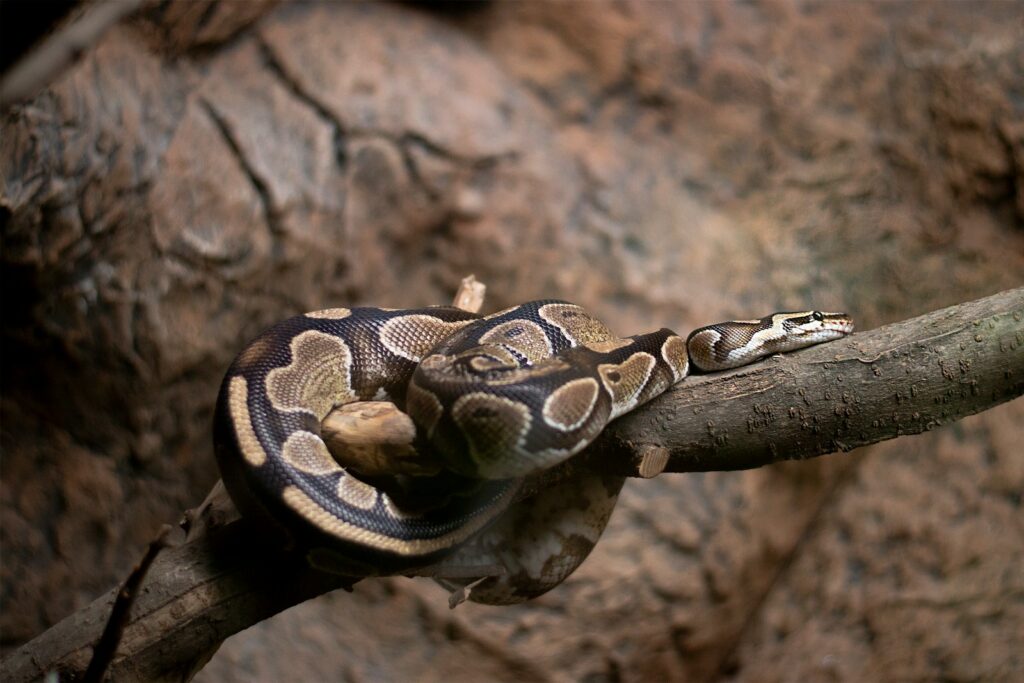 A ball python snake is resting on a branch