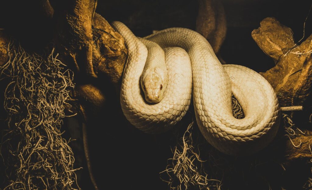 A majestic golden python coiled on a tree branch, showcasing its scales in dramatic lighting.
