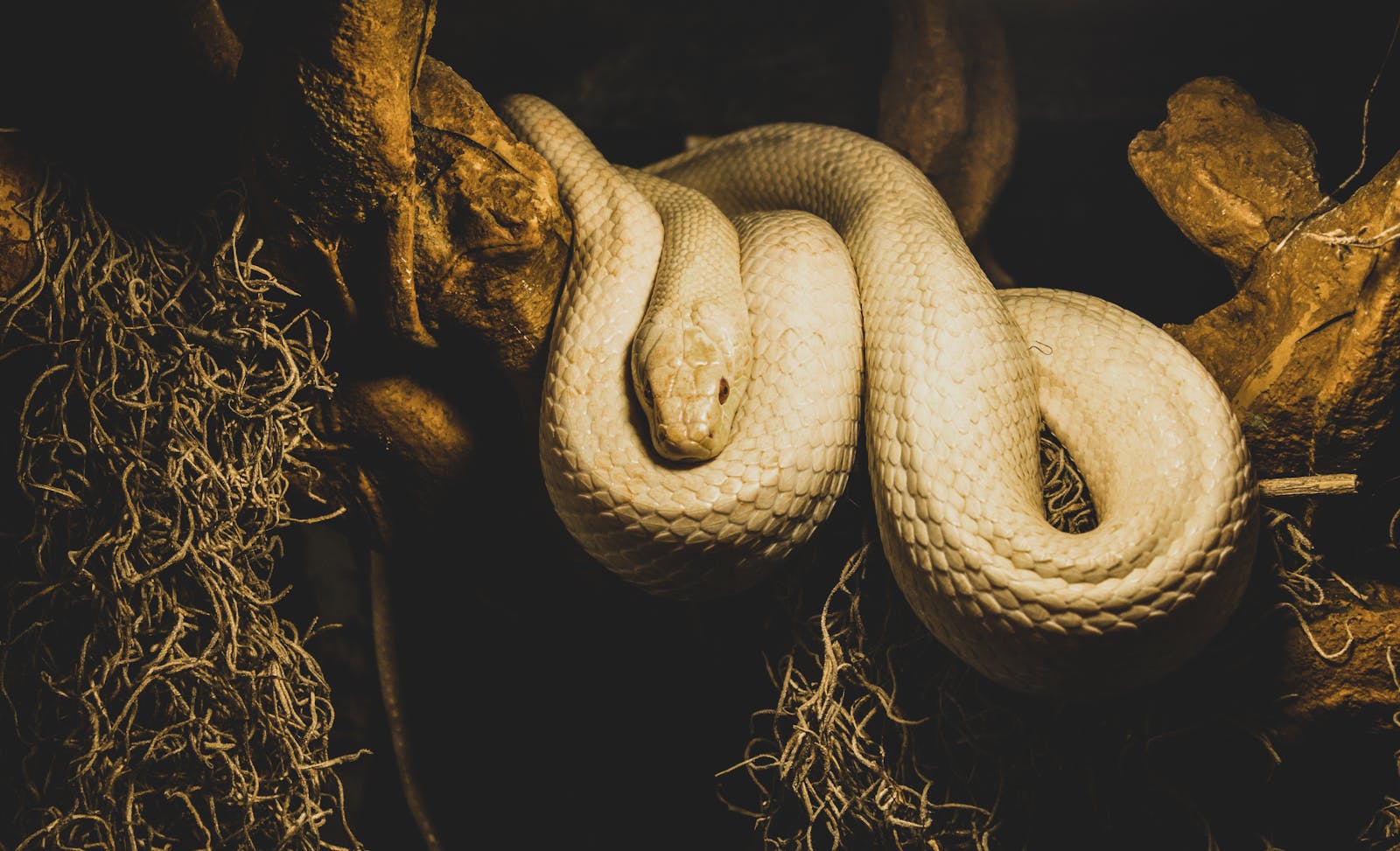 A majestic golden python coiled on a tree branch, showcasing its scales in dramatic lighting.