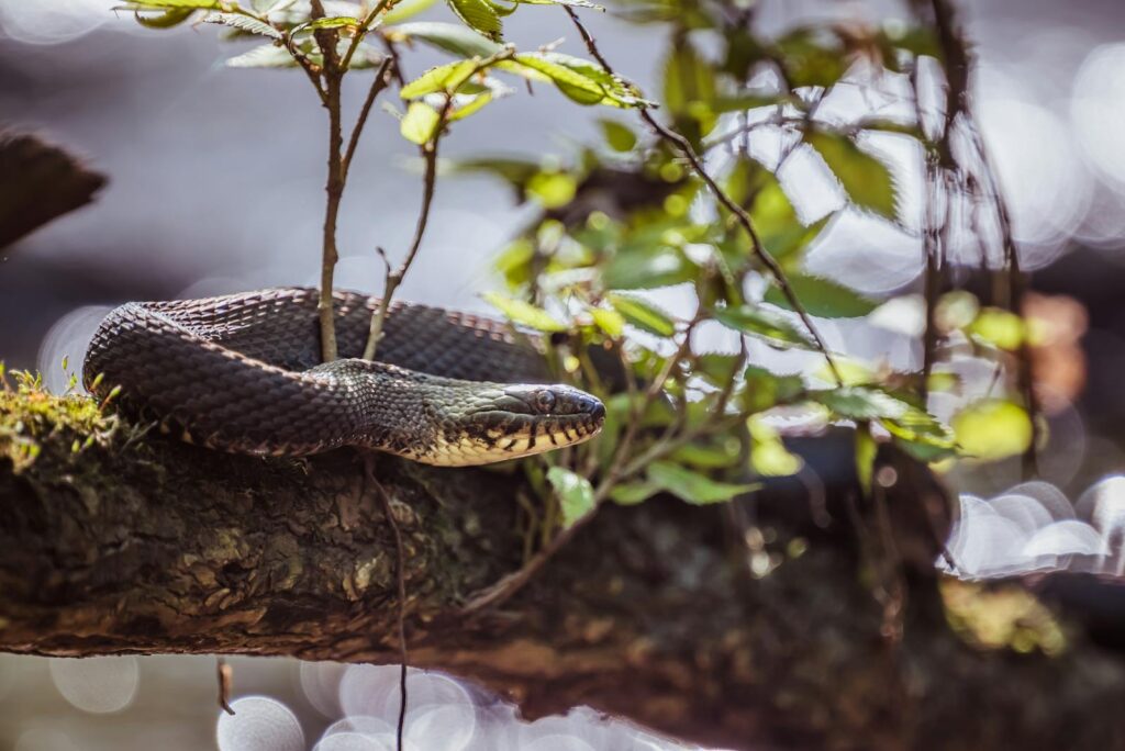 A venomous snake lying on a tree branch with lush greenery, showcasing its natural habitat.
