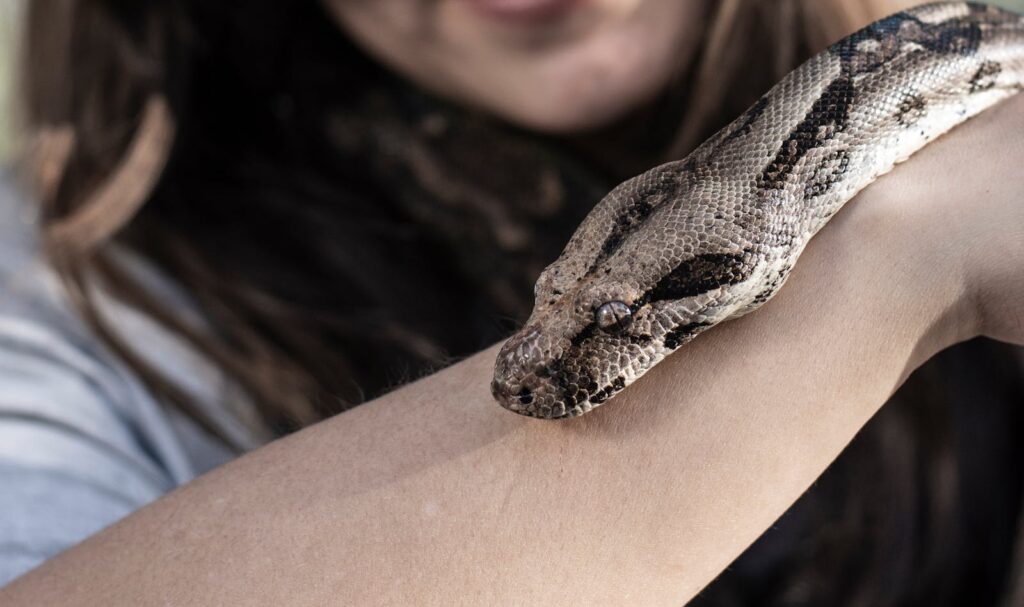 A woman gently holds a boa constrictor showcasing a human-reptile bond.
