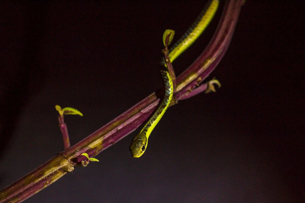 A vibrant green snake camouflaging on a branch, captured in low light.