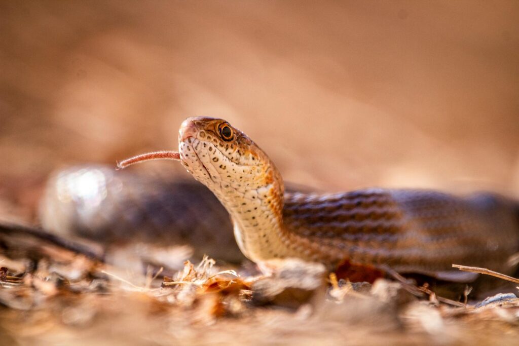 Captivating close-up of a coachwhip snake in South Africa showcasing its textured scales and agile movement.