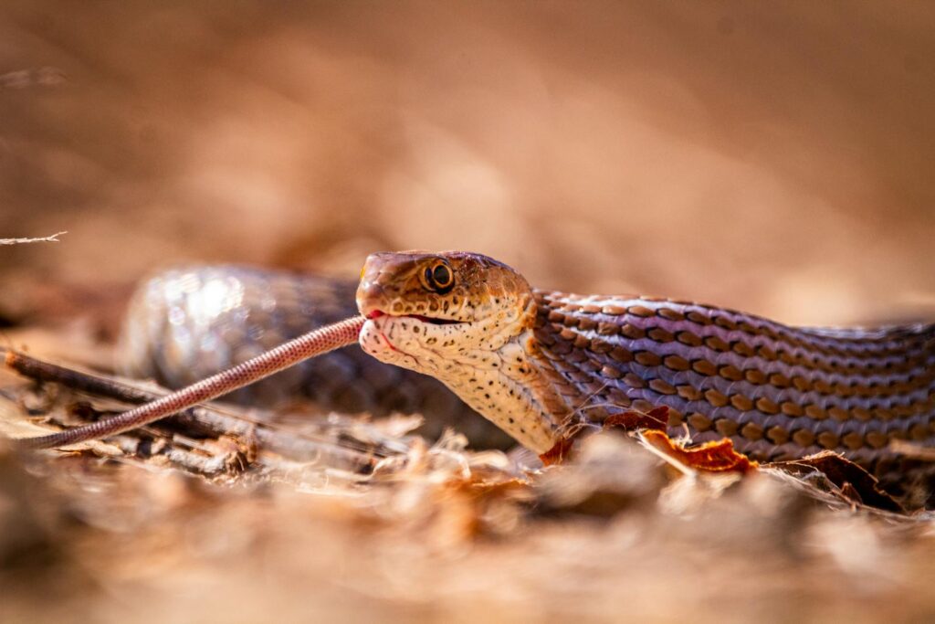 Detailed shot of a brown snake on the ground in South Africa. Perfect for wildlife enthusiasts.