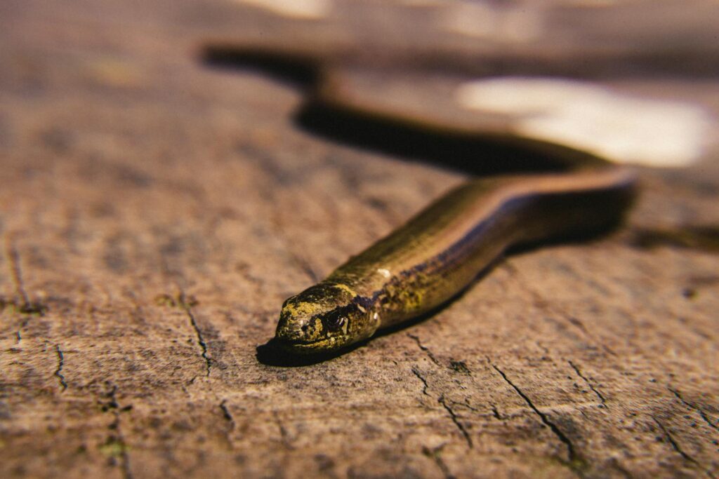 Detailed close-up of a snake with scales on a wooden surface in natural daylight, showcasing its texture and colors.
