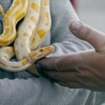 Yellow albino python being gently handled outdoors during daytime.