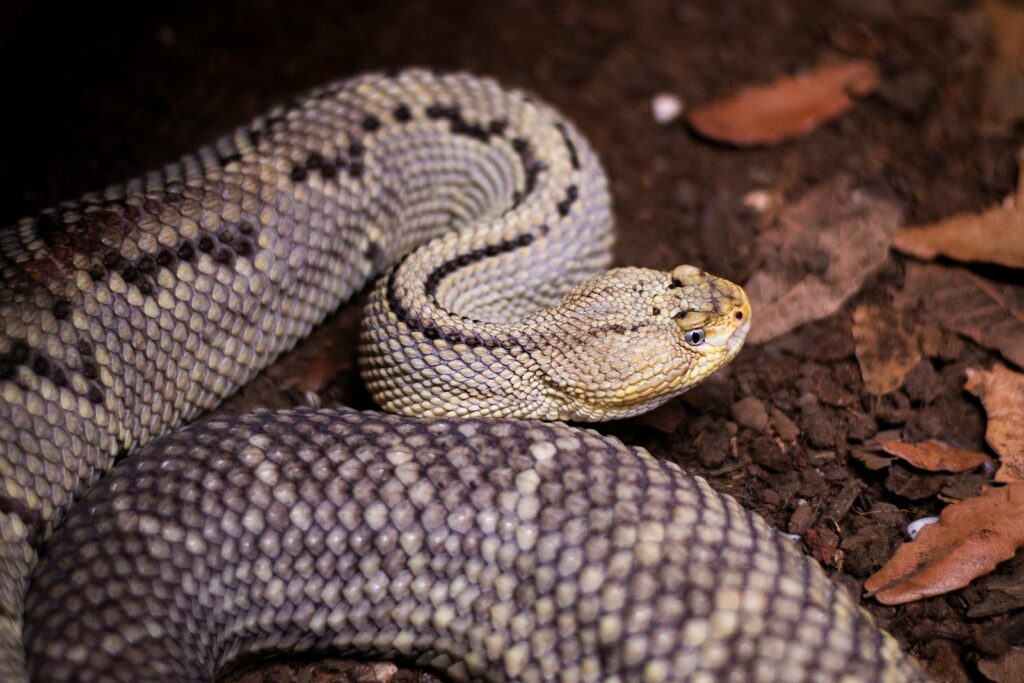 Detailed close-up of a rattlesnake coiled on earthy terrain in Ciudad de México.