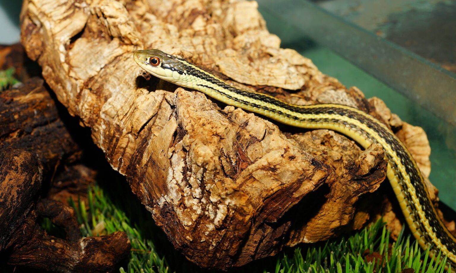 Sequent Snake The Slowest Non-Venomous Snake in the World
