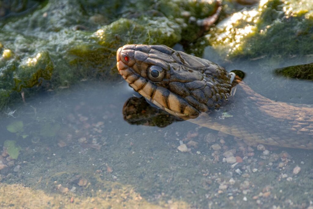 Detailed close-up photo of a snake partially submerged in water.