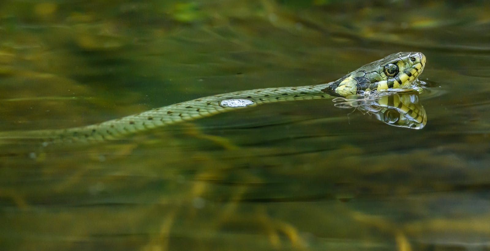 A detailed close-up photograph of a snake swimming through water, showcasing its reflection.