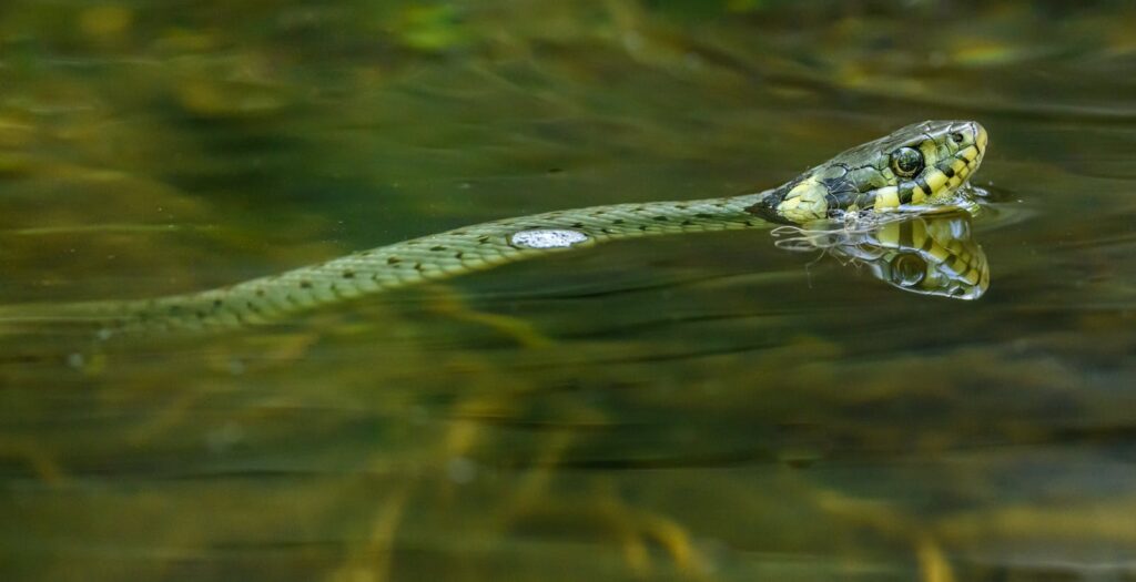 A detailed close-up photograph of a snake swimming through water, showcasing its reflection.