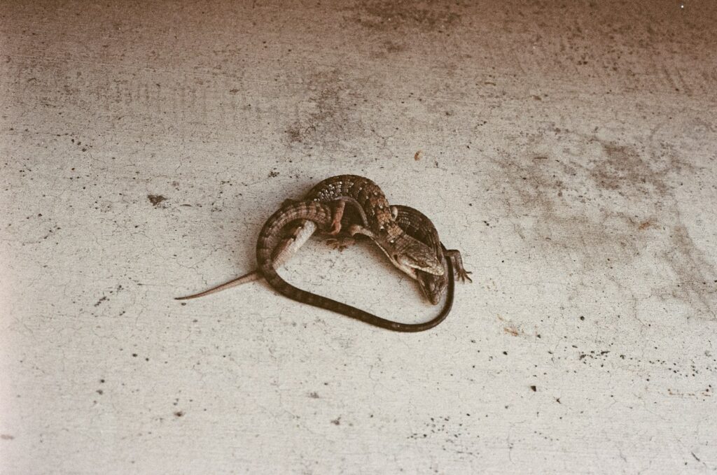 A snake is curled up in the middle of the floor
